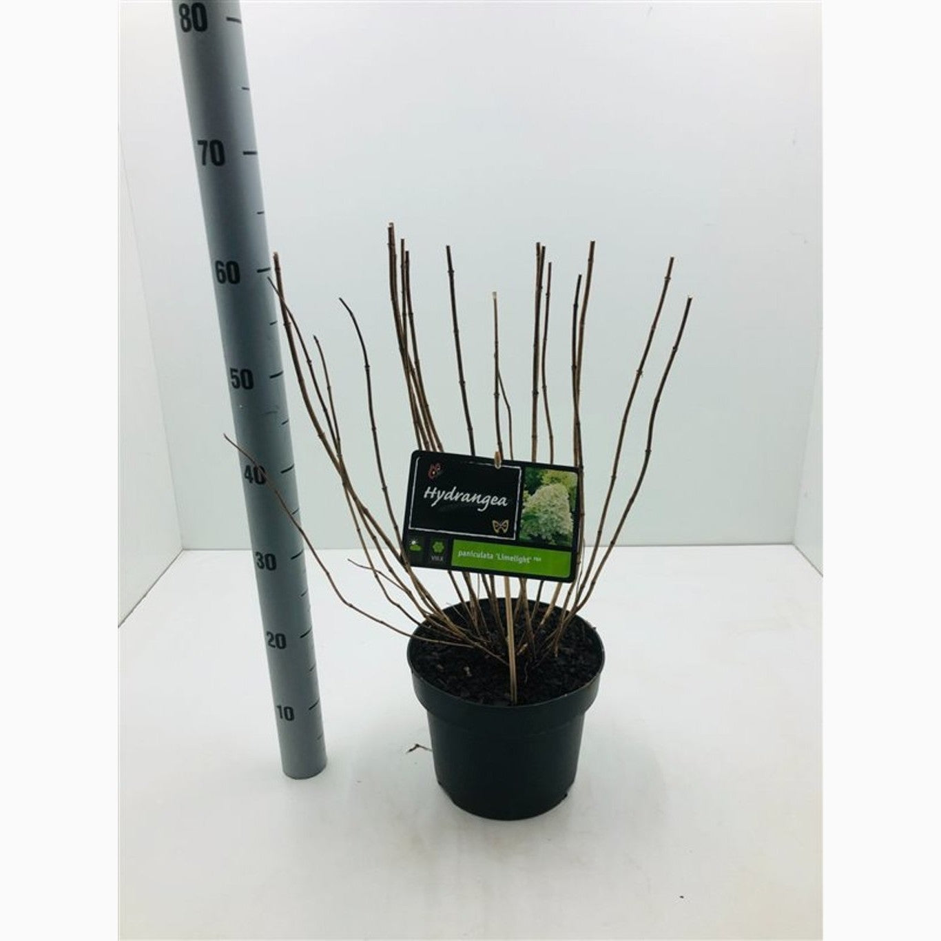 Syrenhortensia – Hydrangea paniculata 'Limelight' - C5